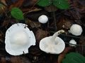 Hygrophorus cossus